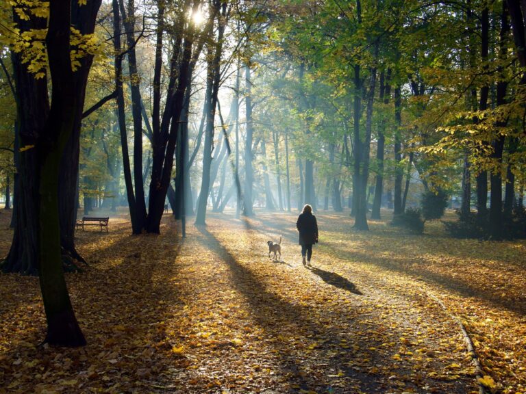 Rocky Top Dog Park